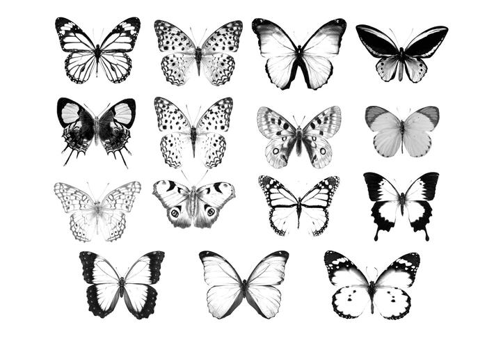 Het verhaal dat een vlinder je vertelt....